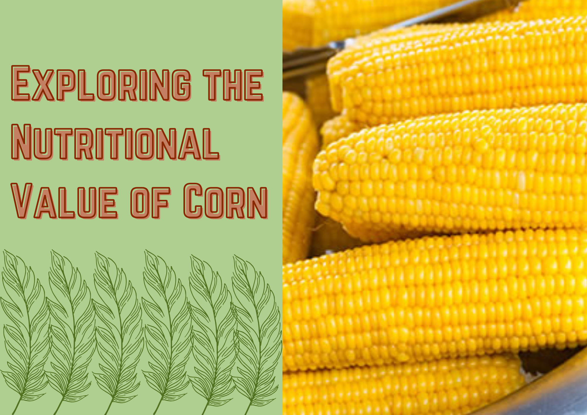 Read more about the article Exploring the Nutritional Value of Corn